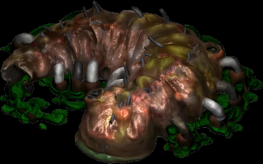 Cerebrate — image 2